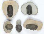 Lot: Assorted Devonian Trilobites - Pieces #92162-1